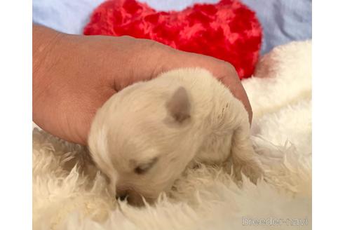 成約済の埼玉県のチワワ(ロングコート)-165149の9枚目